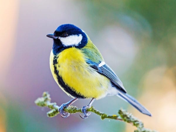 Blue Tit, bird